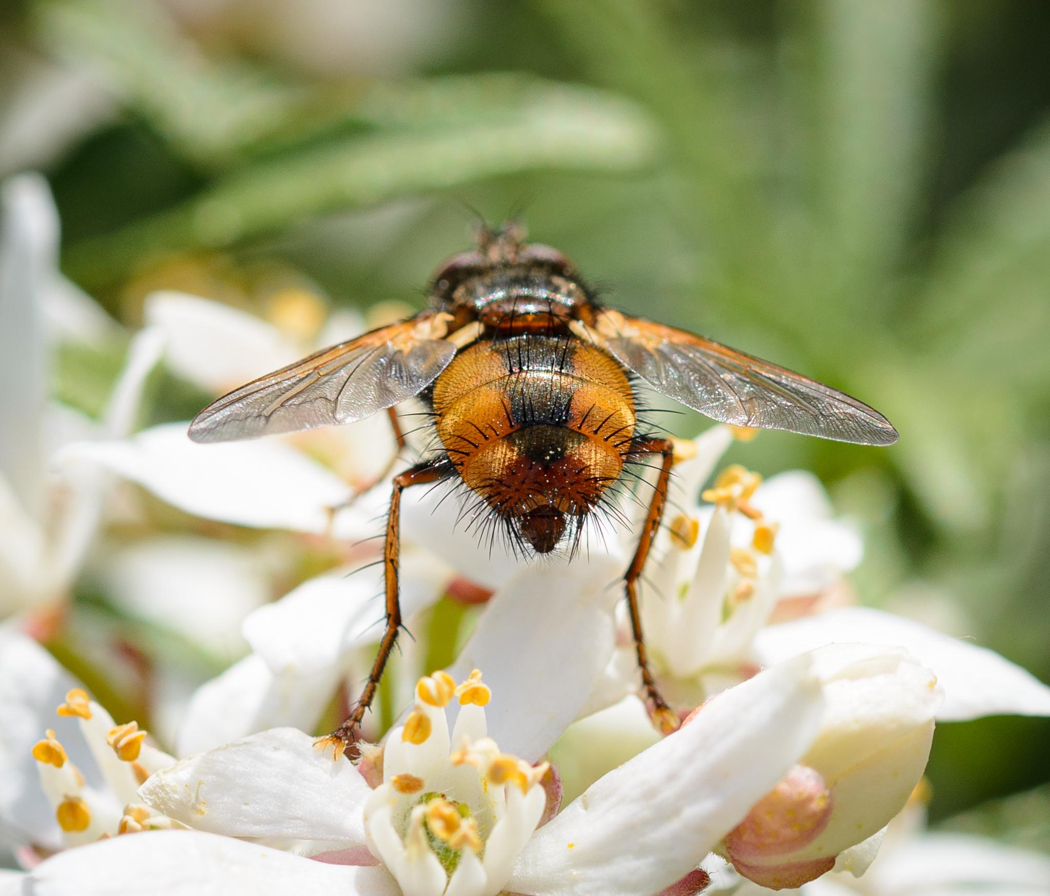 A large fly seen from behind on some white flowers. The fly has a orange-yellow abdomen with a broad black stripe down the centre, and many dark bristles around the end. The wings are spread: they are clear with orange roots. The legs are orange and also have black bristles.