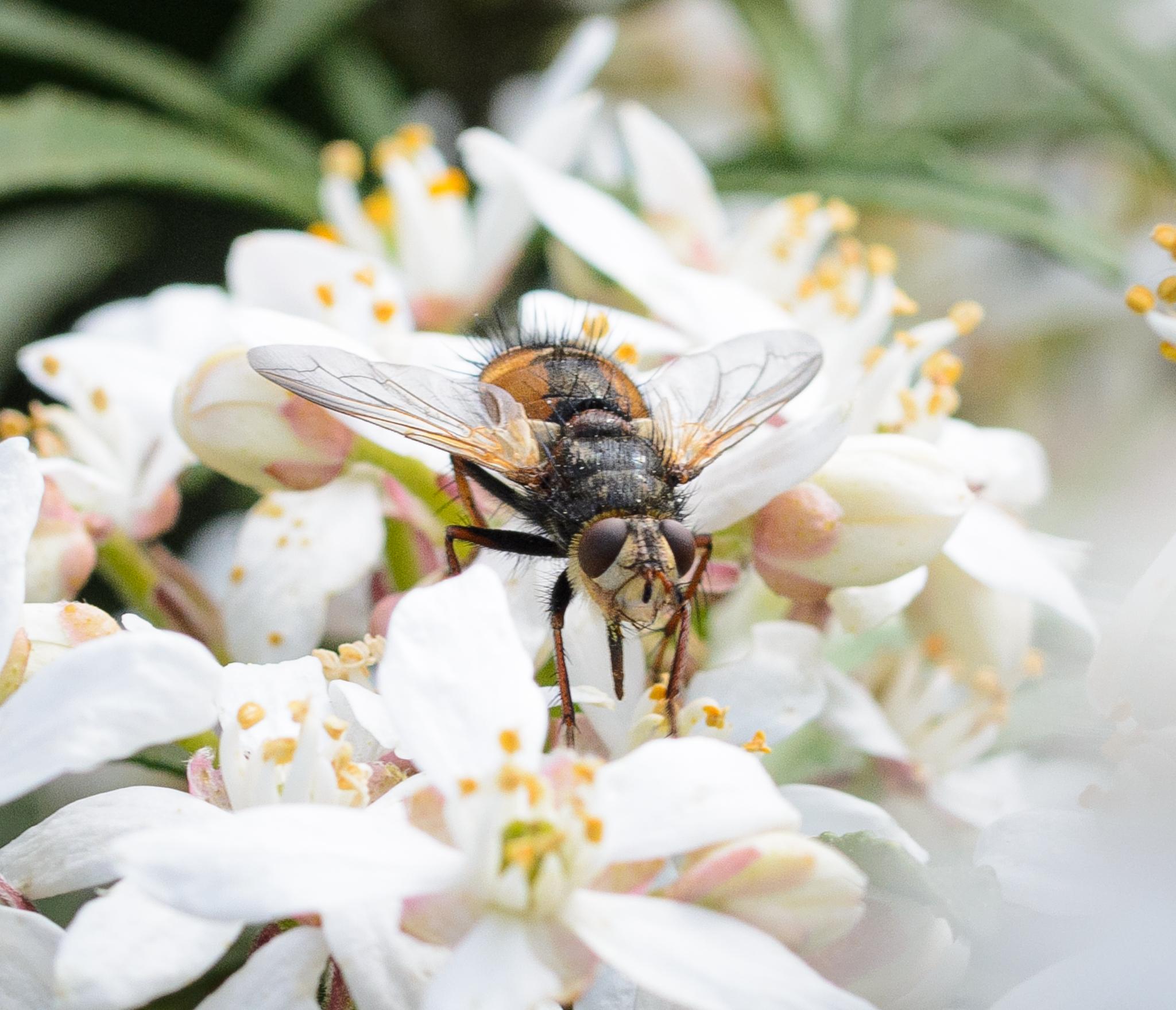 A same large fly seen almost face-on. It has a mostly white face with large red compound eyes and small red antennae, and because the eyes are well-separated, it's a female. The thorax is dark and bristly, and from this angle, you can see that the legs start dark at the top and turn orange further down.