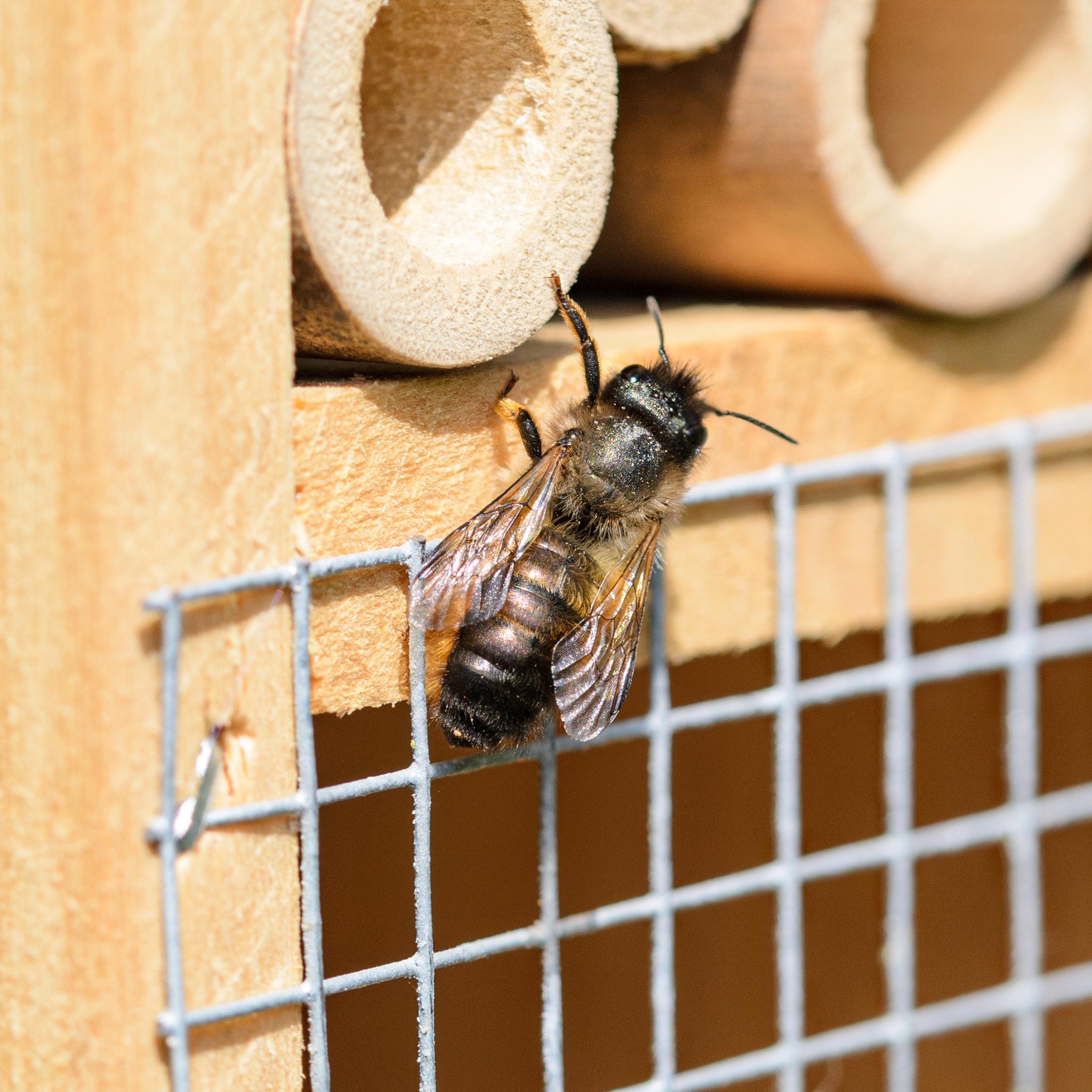 A small bee seen from behind hanging onto a wire grid on the front of our bee hotel. It has a mostly black, glossy thorax and abdomen covered in fine red hairs, while more hairs can be seen poking out from the underside. The head is also dark and the ocelli can be seen as well as the main compound eyes. The wings also have a slight reddish tiny near the roots.