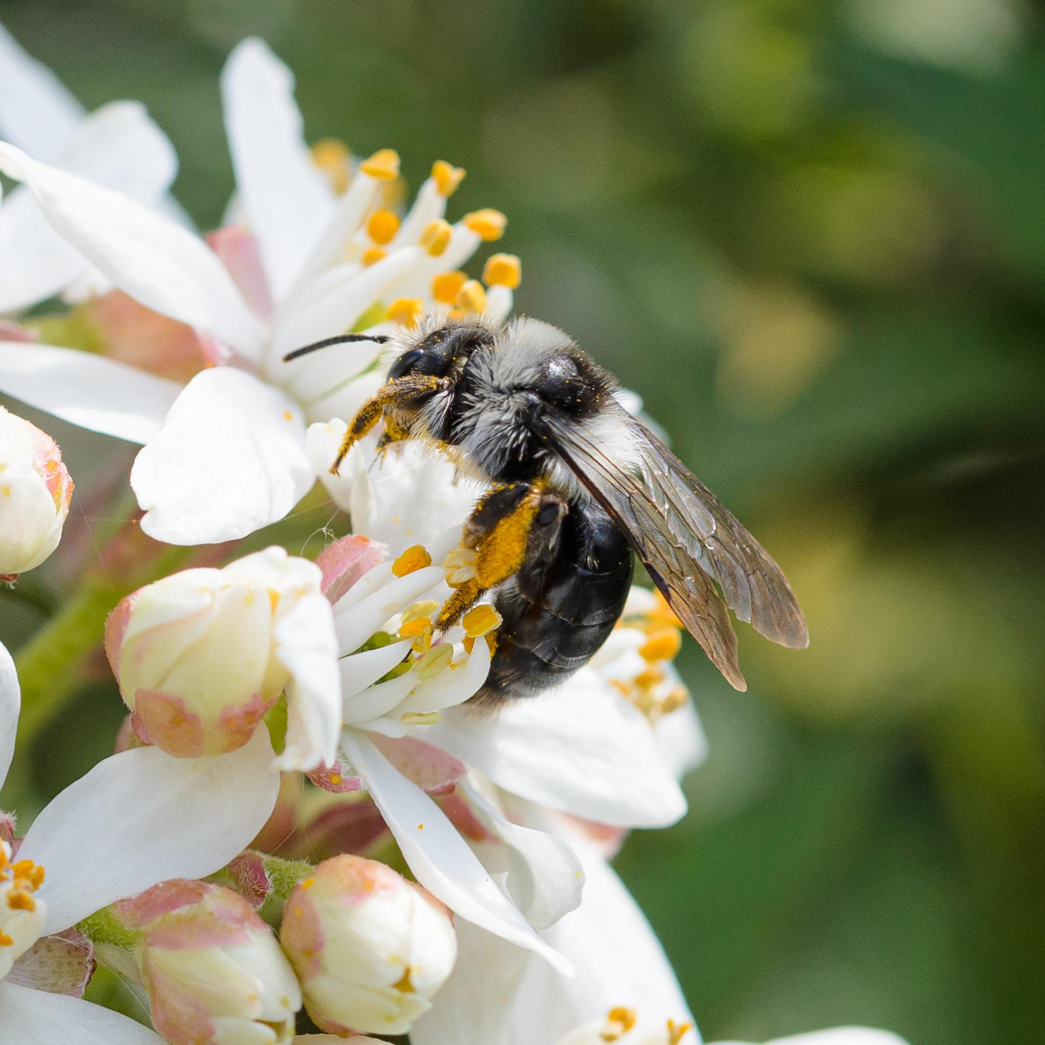 A small bee seen side-on, feeding from a white flower with yellow stamens. The bee is dark and shiny, but with two ruffs of white hairs around and at the base of its thorax. There are a few more white hairs just behind the head, and many more out of focus on the front of the bee's head. The bee's legs and face are covered in yellow pollen.