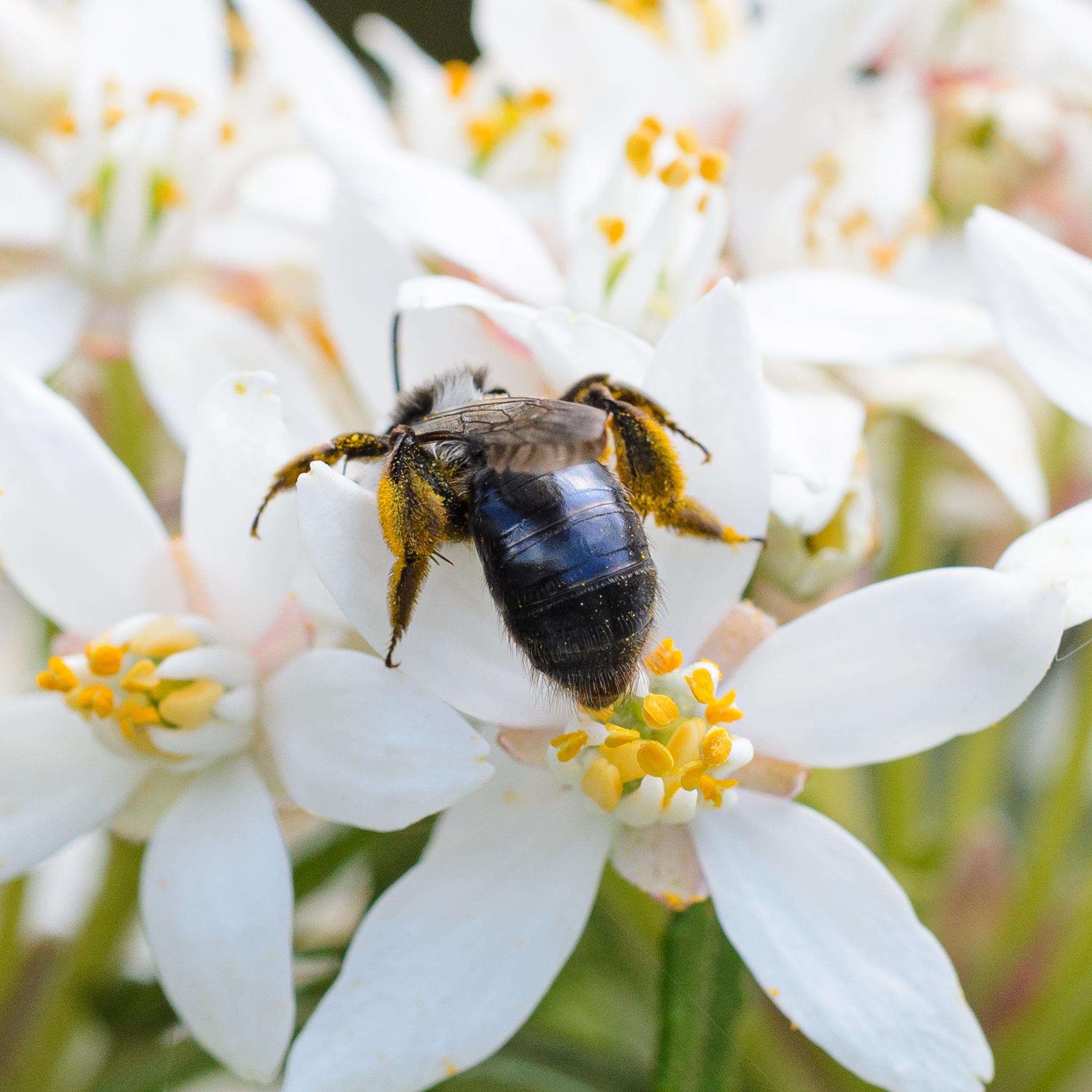 The same bee seen from behind feeding from a white flower with yellow stamens. The abdomen is dark and shiny, with dark hairs on the last few tergites. Again, lots of yellow pollen can be seen clinging to its hairy hind legs.