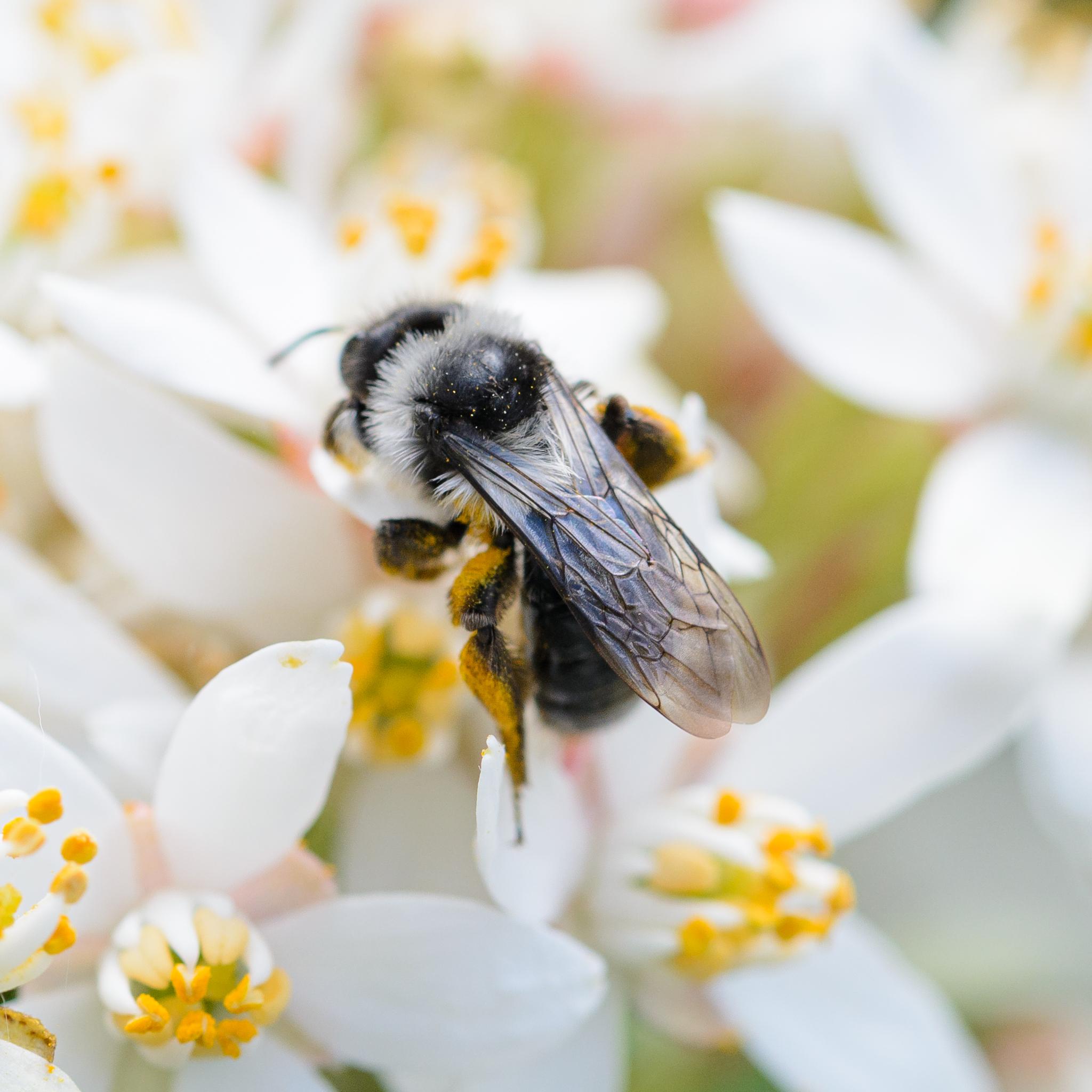 The same bee seen from behind feeding from a white flower with yellow stamens. In this picture, the bees wings are in focus, closed over the abdomen. They are clear and a very light grey.