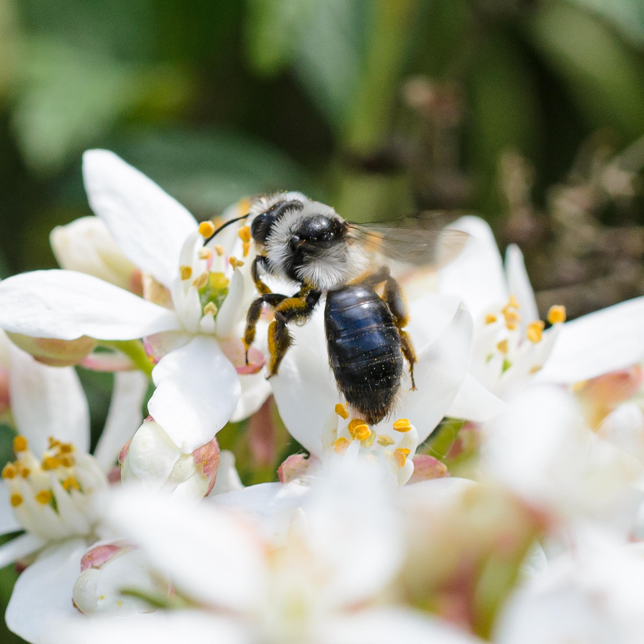 The same bee seen from behind feeding from a white flower with yellow stamens. The abdomen is dark and shiny, The ruffs of white hairs around the thorax and on its head are clearly visible.
