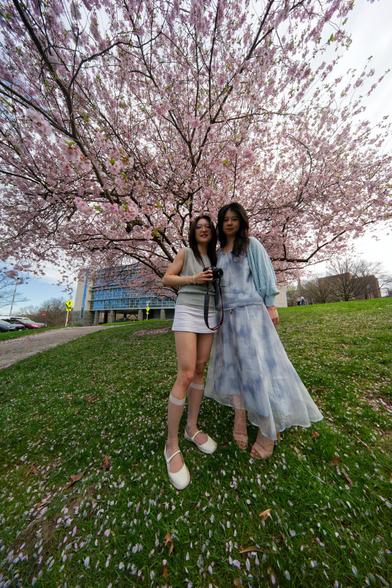 Two East Asian woman look small in a space that includes a spreading cherry tree on top,  a lawn with petals on the ground and curved glass and steel building in the background.  The girl on the left is wearing white shorts and a pale green top and holds a camera, the girl on the right has a long flared blue and white dress,  both have hair a bit past their shoulders.