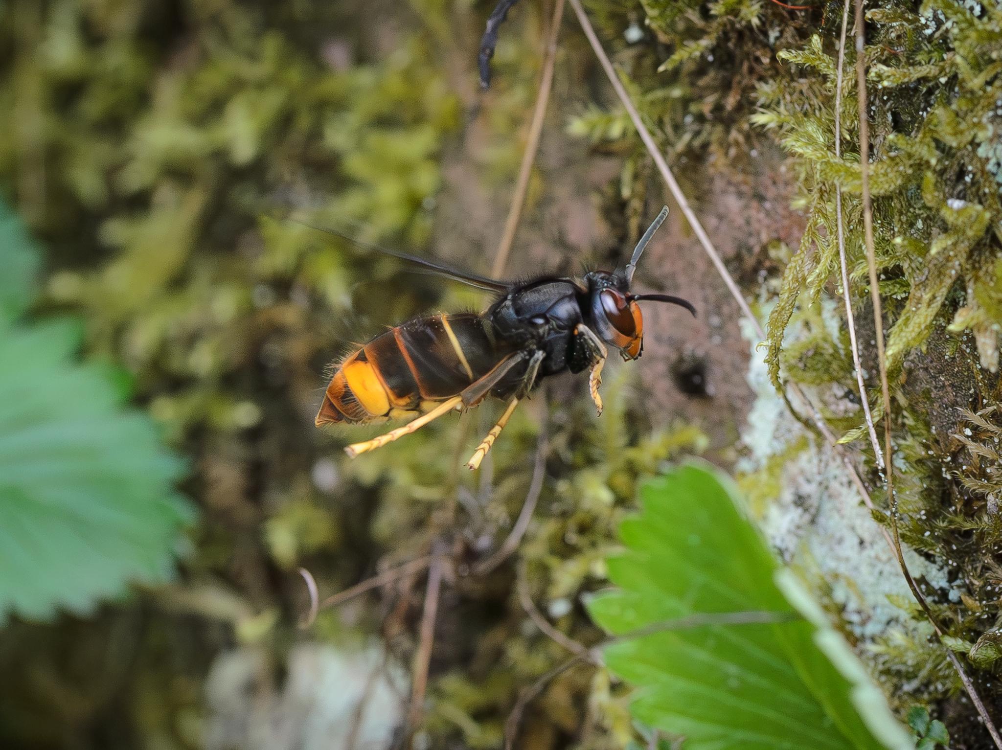 A large hornet flying in front of some rockery, seen side on. The hornet is largely black, with a thin yellow band after the first tergite on the abdomen, then more yellow further down and on the legs, with orange-red around the face.