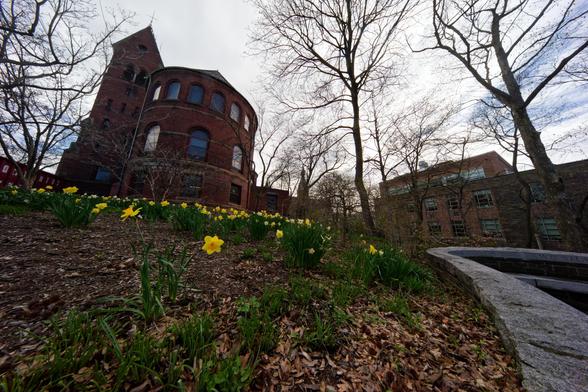 A bed of daffodils with wood mulch bounded by a sinuous stone wall on the right with some trees and a utilitarian building;  at the center left find Barnes Hall looking compressed and tilted inward with a round looking section towards to the right and a block tower to the left.