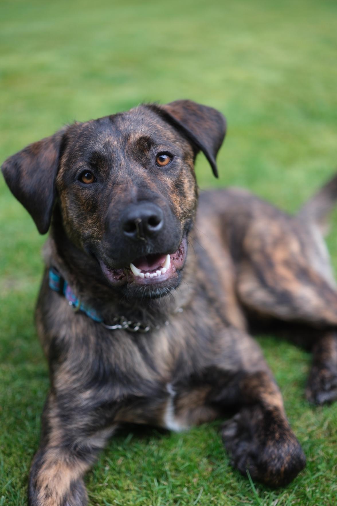 A photo of our rescue dog.  A Labrador Shepsrd Mix with beautiful brindle colourong. He sitd starting at the camera with his bright orange eyes and his blue collar contrasting nicely against his fur.