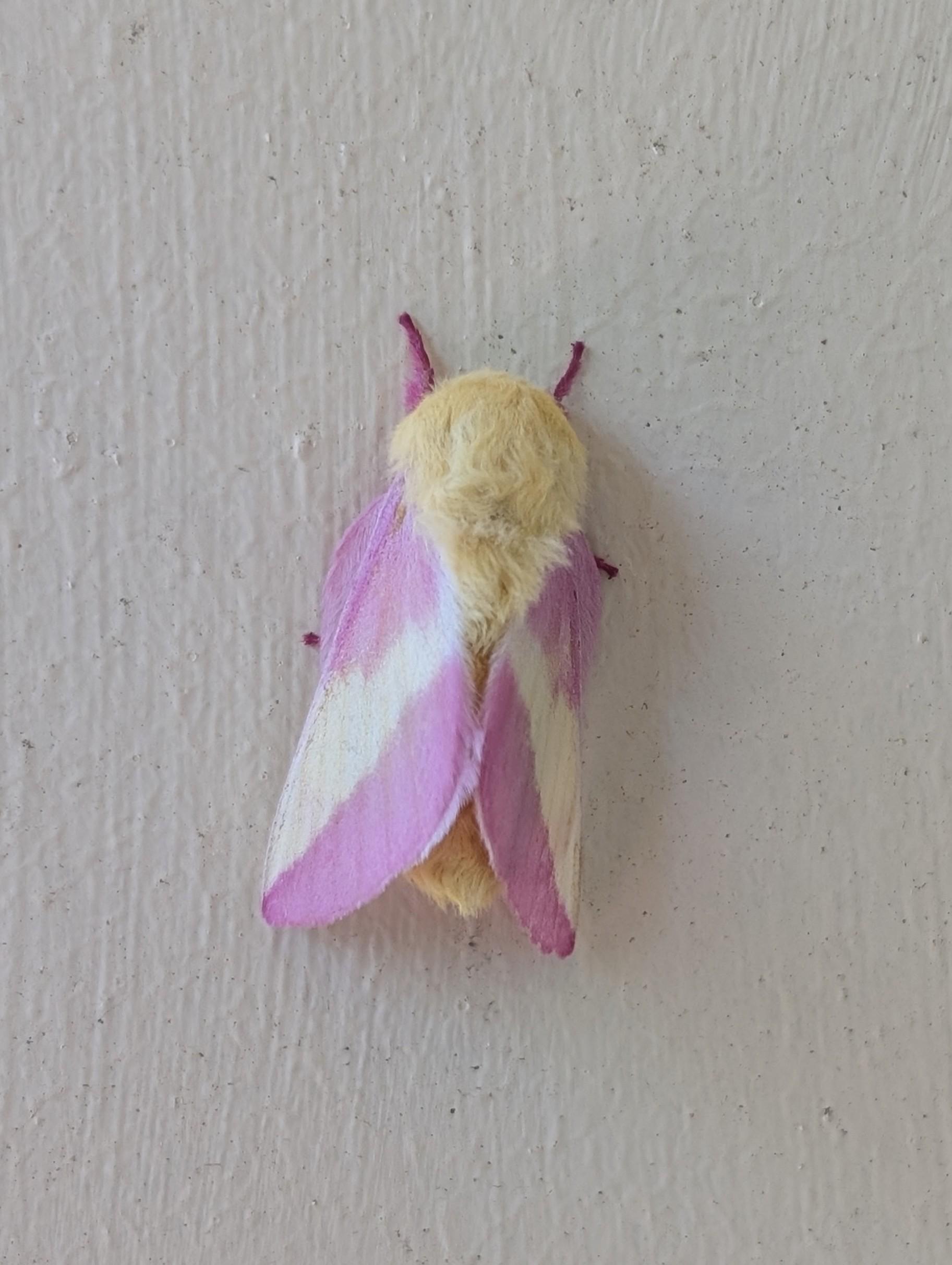 A small moth with a fuzzy yellow body, pink legs, and pink and white striped wings on an off-white door jamb