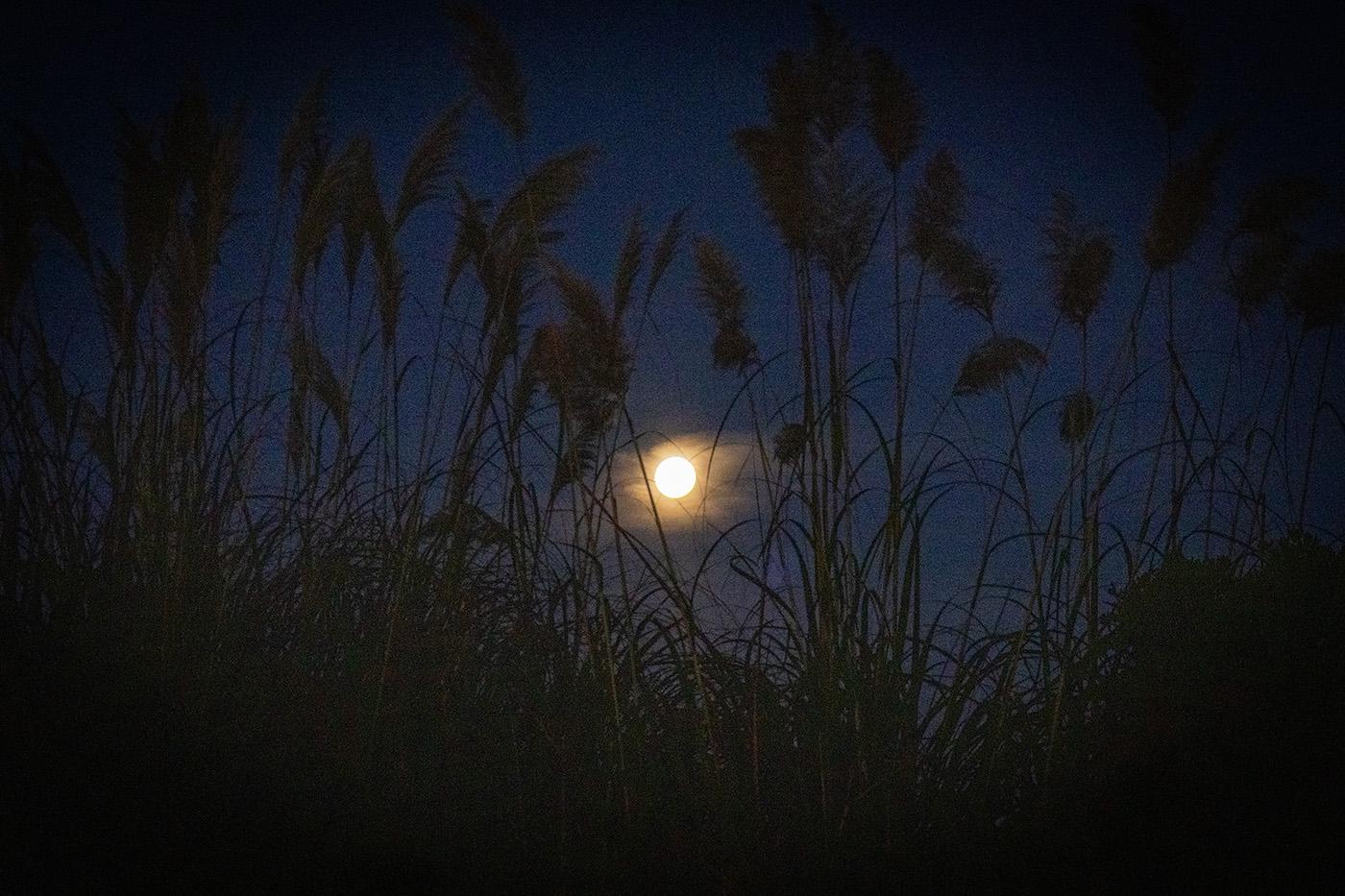 Dusk and a full moon rises behind tall grass on the Kāpiti Coast, Te Ika-a-Māui/North Island, Aotearoa/New Zealand