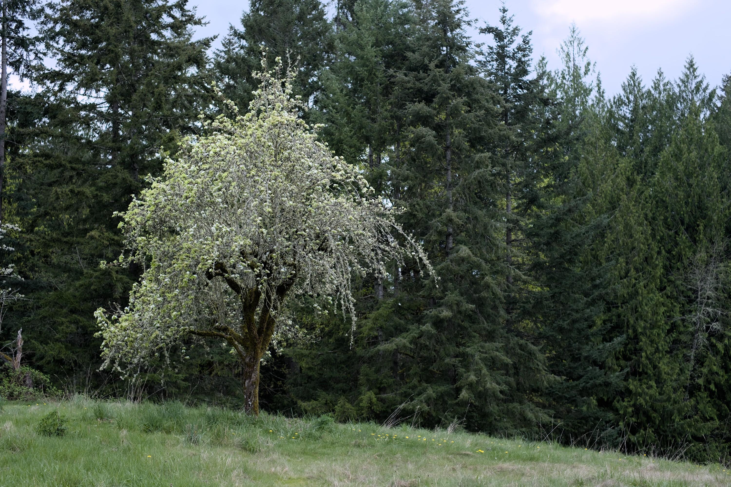 A lone apple tree with a rich crown of light green spring leaves and white flowers growing on a grassy hill, shot against a backdrop of dark evergreens.