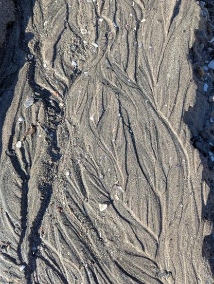 When the rainwater draws its path across a sandy beach, it renders patterns that look like muscles and sinews.