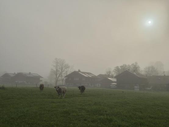 A green meadow with three cows in the fog. Houses in the back.