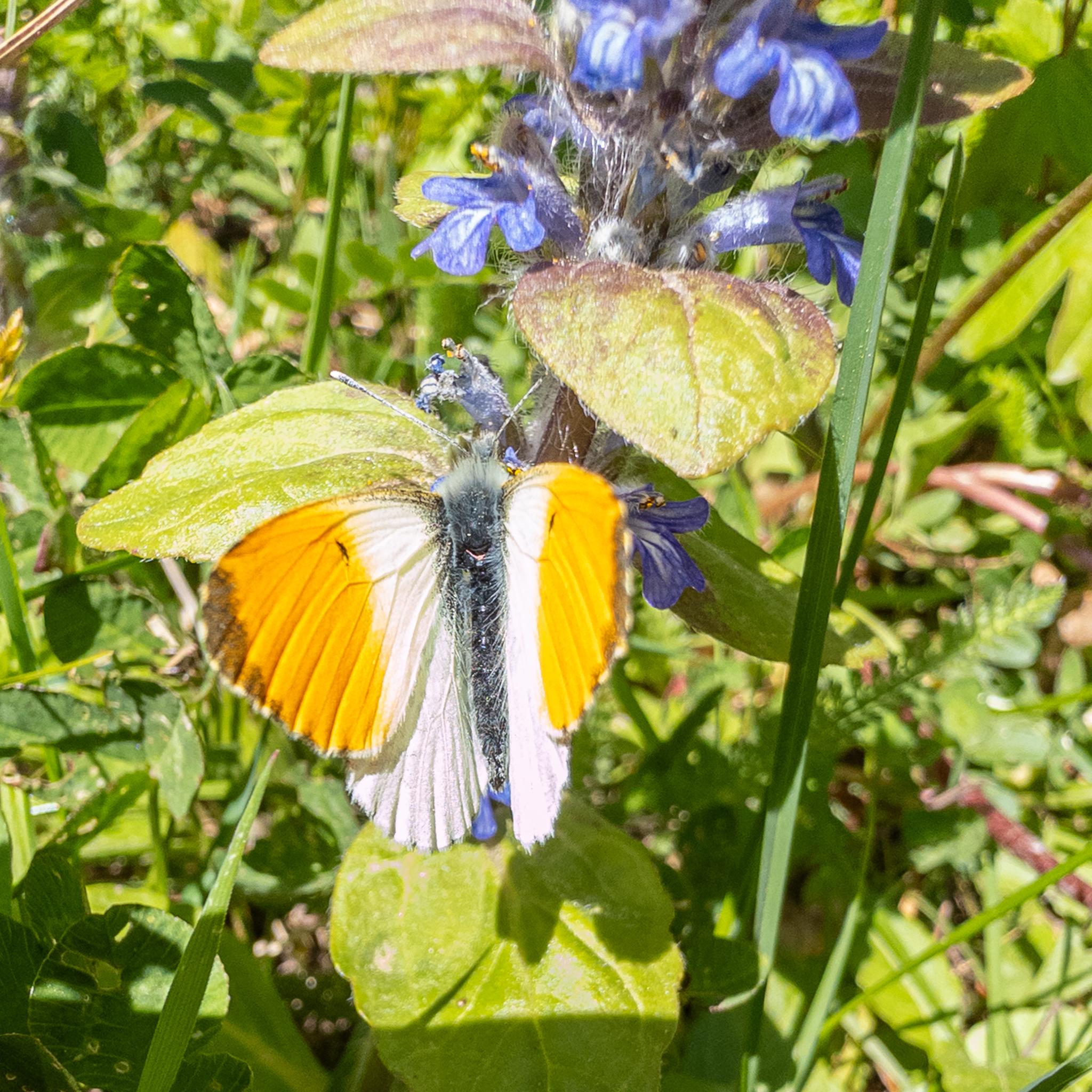 A butterfly seen from behind feeding on a blue flower. The topside of the butterfly's wings are white, with a strong orange outboard section to the front pair, with a dark grey patch right at the tip, and more near the roots. There is a small dark spot on the boundary between the orange and white. The body of the butterfly is dark with blue-grey hairs.
