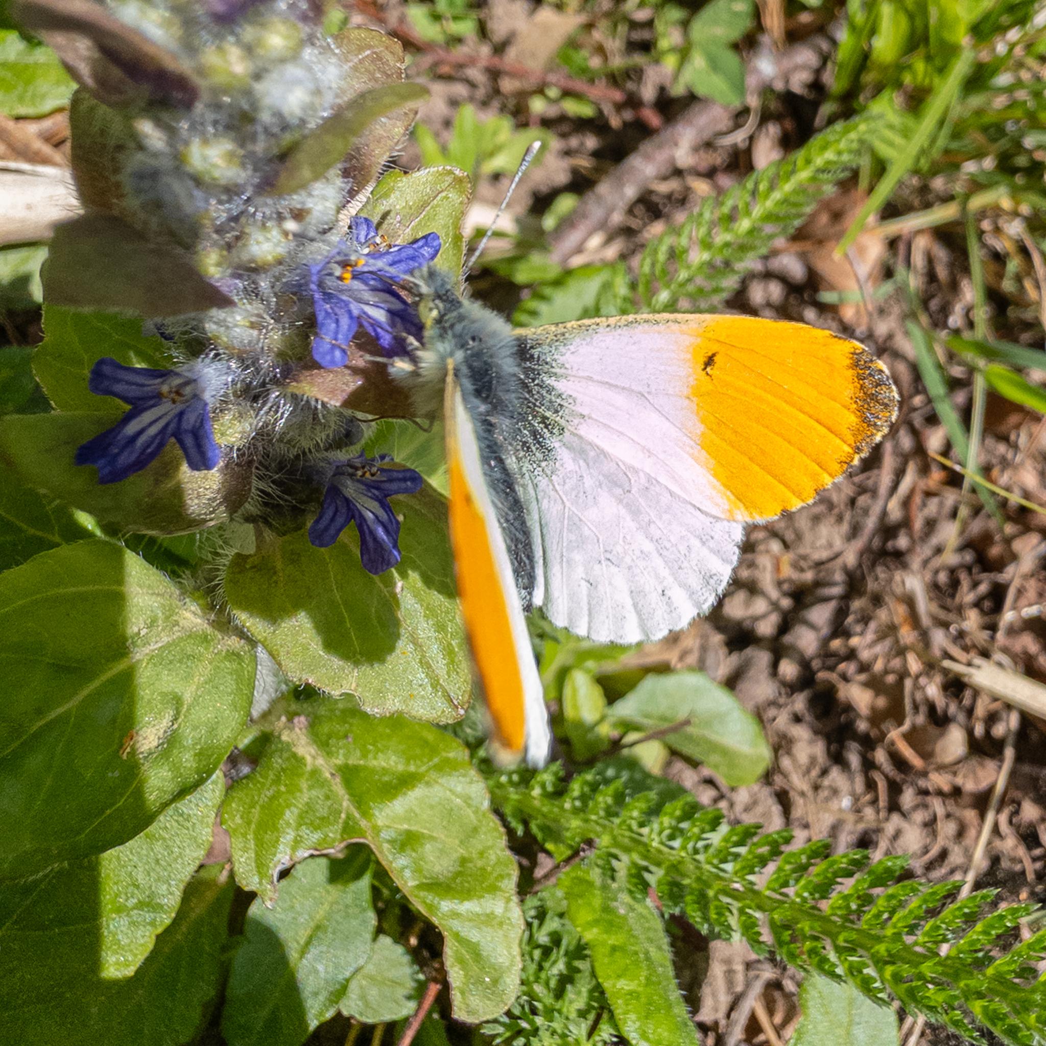A butterfly seen side-on feeding on a blue flower. The topside of the butterfly's wings are white, with a strong orange outboard section to the front pair, with a dark grey patch right at the tip, and more near the roots. There is a small dark spot on the boundary between the orange and white. The body of the butterfly is dark with blue-grey hairs.