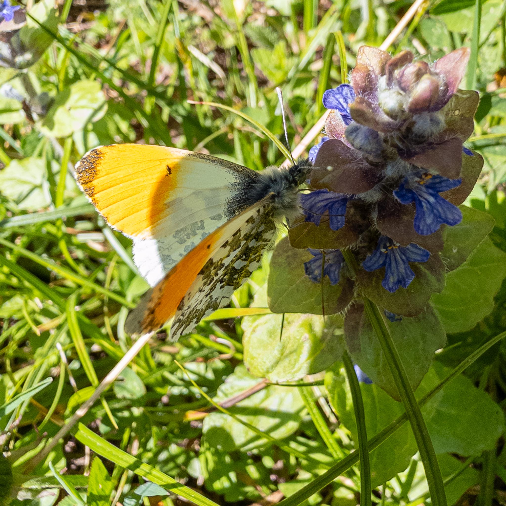 A butterfly seen side-on feeding on a blue flower. The topside of the butterfly's wings are white, with a strong orange outboard section to the front pair, with a dark grey patch right at the tip, and more near the roots. There is a small dark spot on the boundary between the orange and white. The body of the butterfly is dark with blue-grey hairs. From this angle, the underside of one of the rear wings can also been seen, covered in a disruptive camouflage pattern of white and dark green patches.