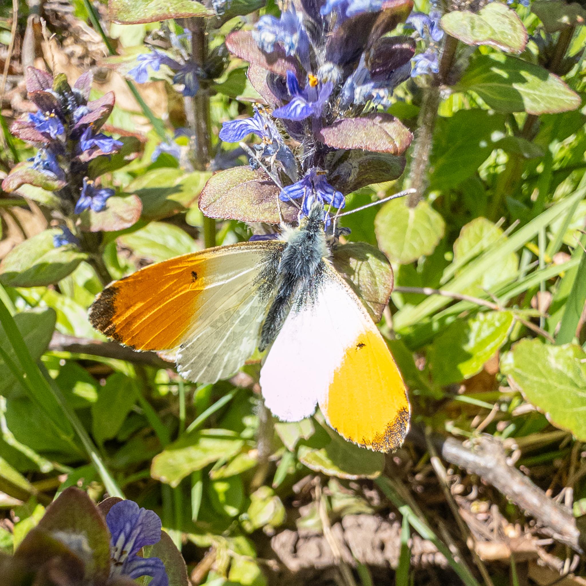 A butterfly seen side-on feeding on a blue flower. The topside of the butterfly's wings are white, with a strong orange outboard section to the front pair, with a dark grey patch right at the tip, and more near the roots. There is a small dark spot on the boundary between the orange and white. The body of the butterfly is dark with blue-grey hairs. The right hand wings are in direct sunlight and the white is saturated in the picture.