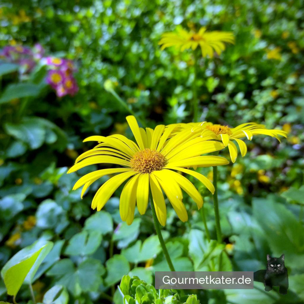 Im Garten