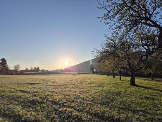 A green field in the morning. Trees on the right. The sun rises in the back.