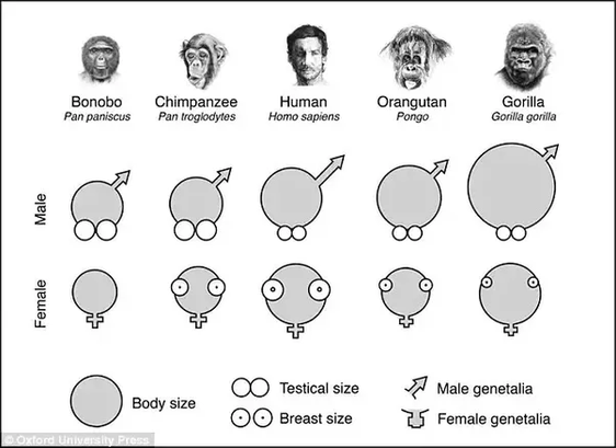 Image from https://global.oup.com/academic/product/the-cradle-of-humanity-9780198704522?cc=gb&lang=en& via https://theconversation.com/why-did-humans-evolve-big-penises-but-small-testicles-71652 

showing relative sizes of penis, breast and testicles in chimps, bonobo, humans, orangutan, and gorillas. 

It's funny because male and female are represented by astrological symbols for mars and venus, and penis size is represented by the arrow on mars. Also venus with breasts is pretty hilarious. 

…
