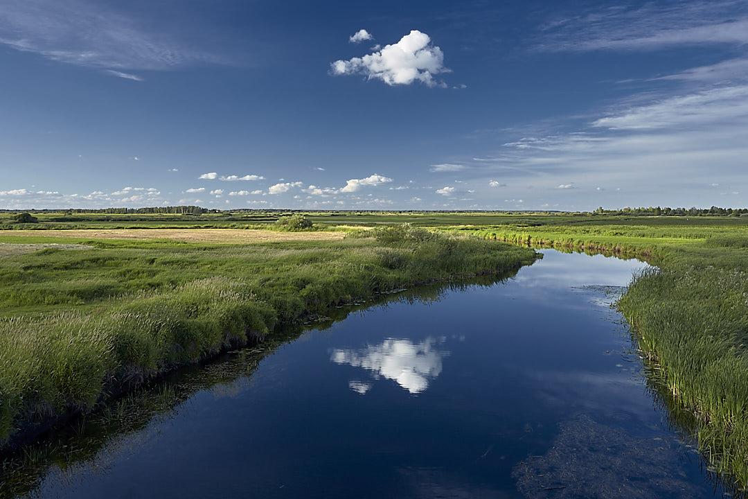 This serene landscape photo captures the calm blue waters of a river meandering through the lush green marshes of Biebrza National Park, under a bright blue sky. In the foreground, the calm water reflects a single fluffy white cloud floating above it. The riverbanks are thick with vibrant green grasses and reeds, transitioning into flat, expansive wetlands stretching towards the horizon. A distant line of trees sits beneath a clear sky dotted with a few smaller, scattered clouds. The overall atmosphere is peaceful and vast, showcasing the untouched beauty of this thriving river ecosystem.