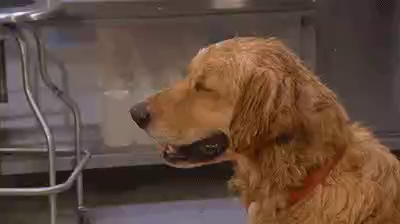 Melting Hot Dog GIF