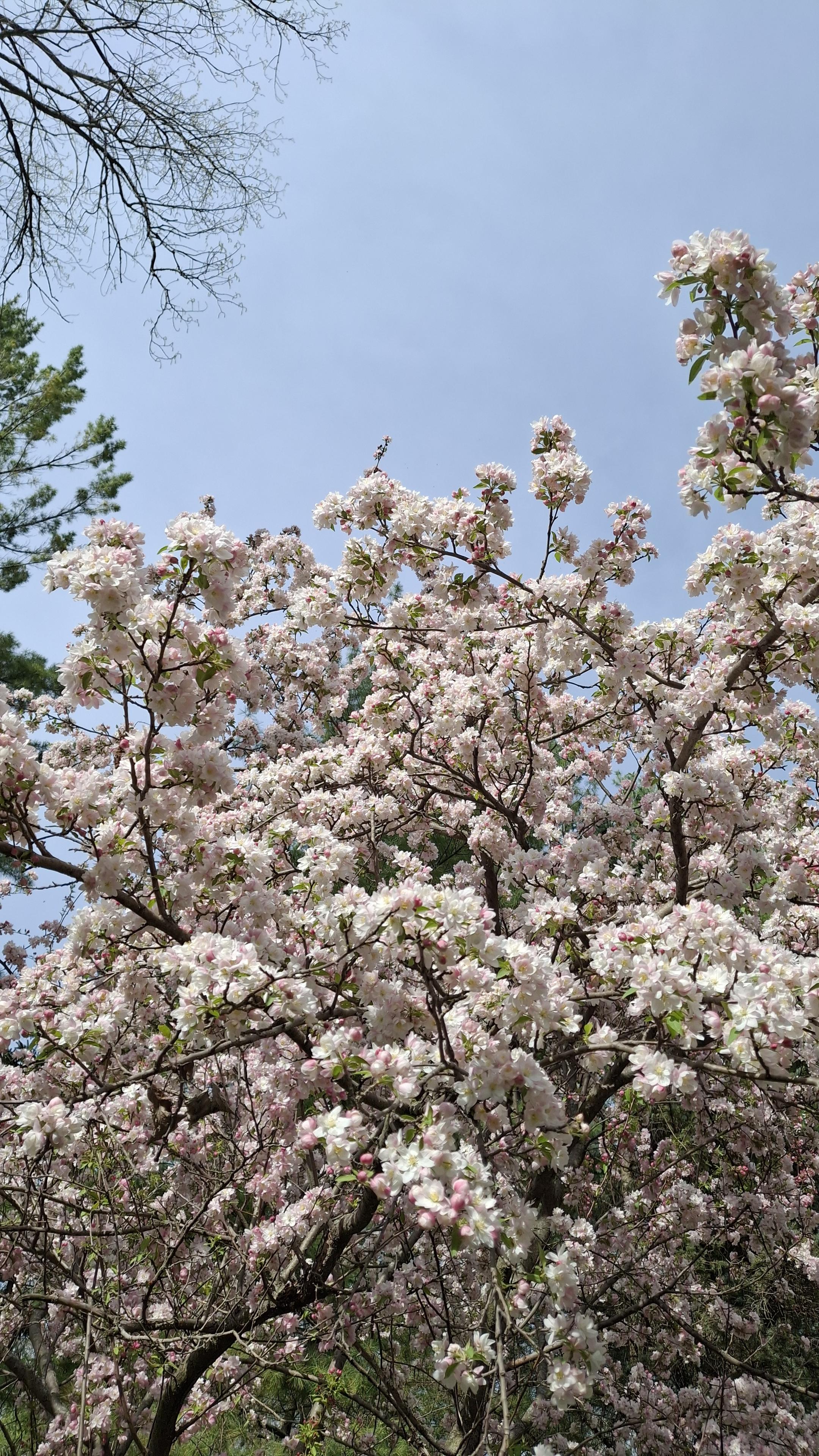 One of our crabapples with infinity pale pink flowers. Behind we see a bit of pine tree and pale blue sky.