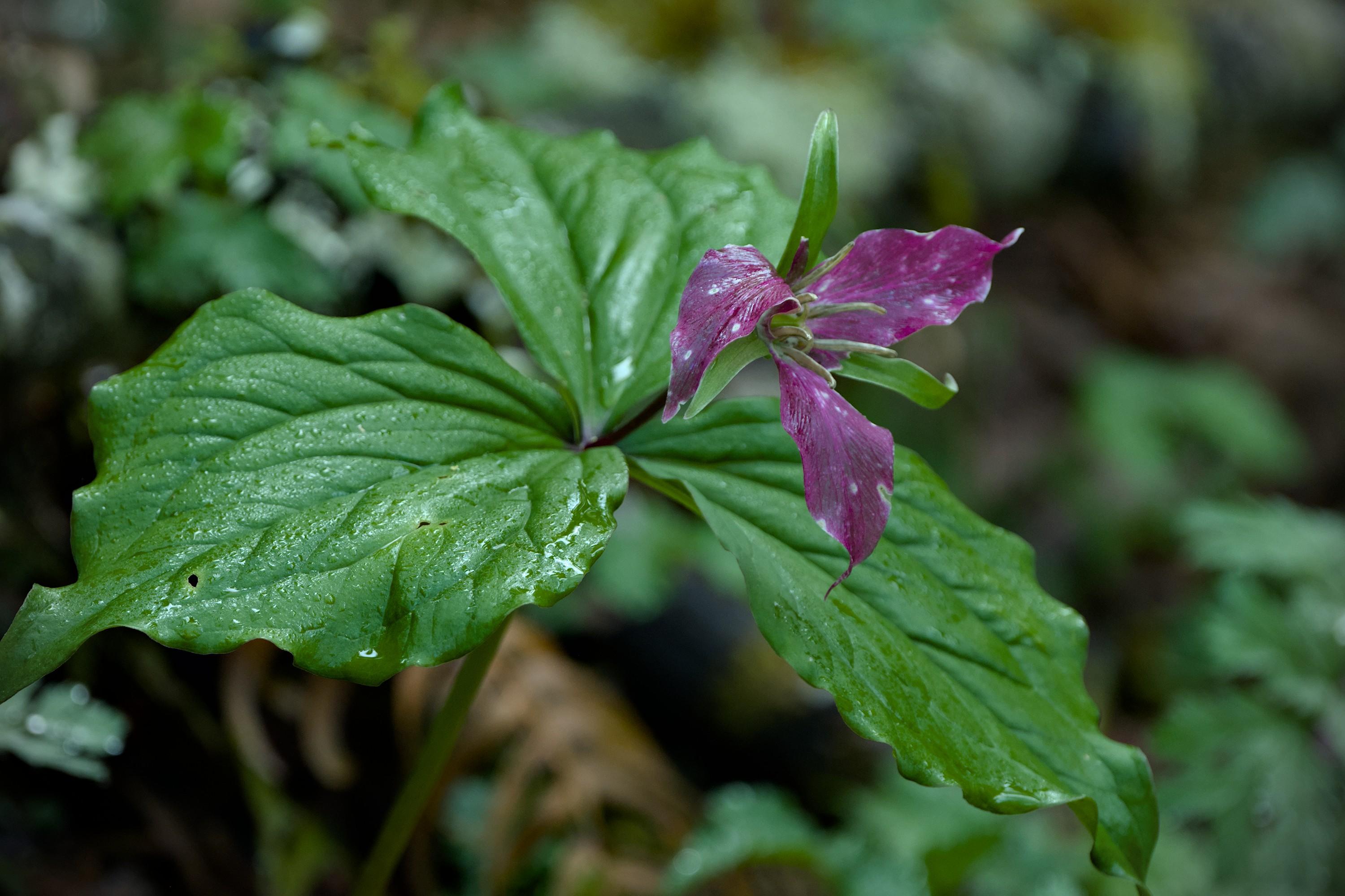 Deep purple trillium flower against a backdrop of its own big green leaves. The shot is made from a 3/4 angle, not face-on. One of the three petals is slightly bent down.