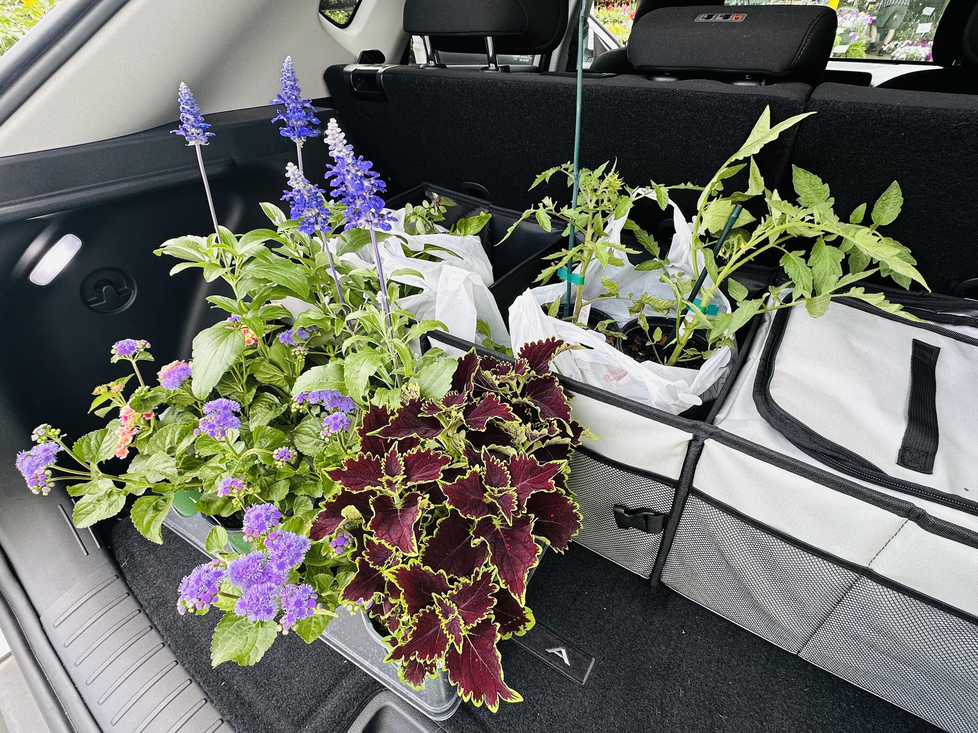 Various flowers and veggies in the cargo space of my car.