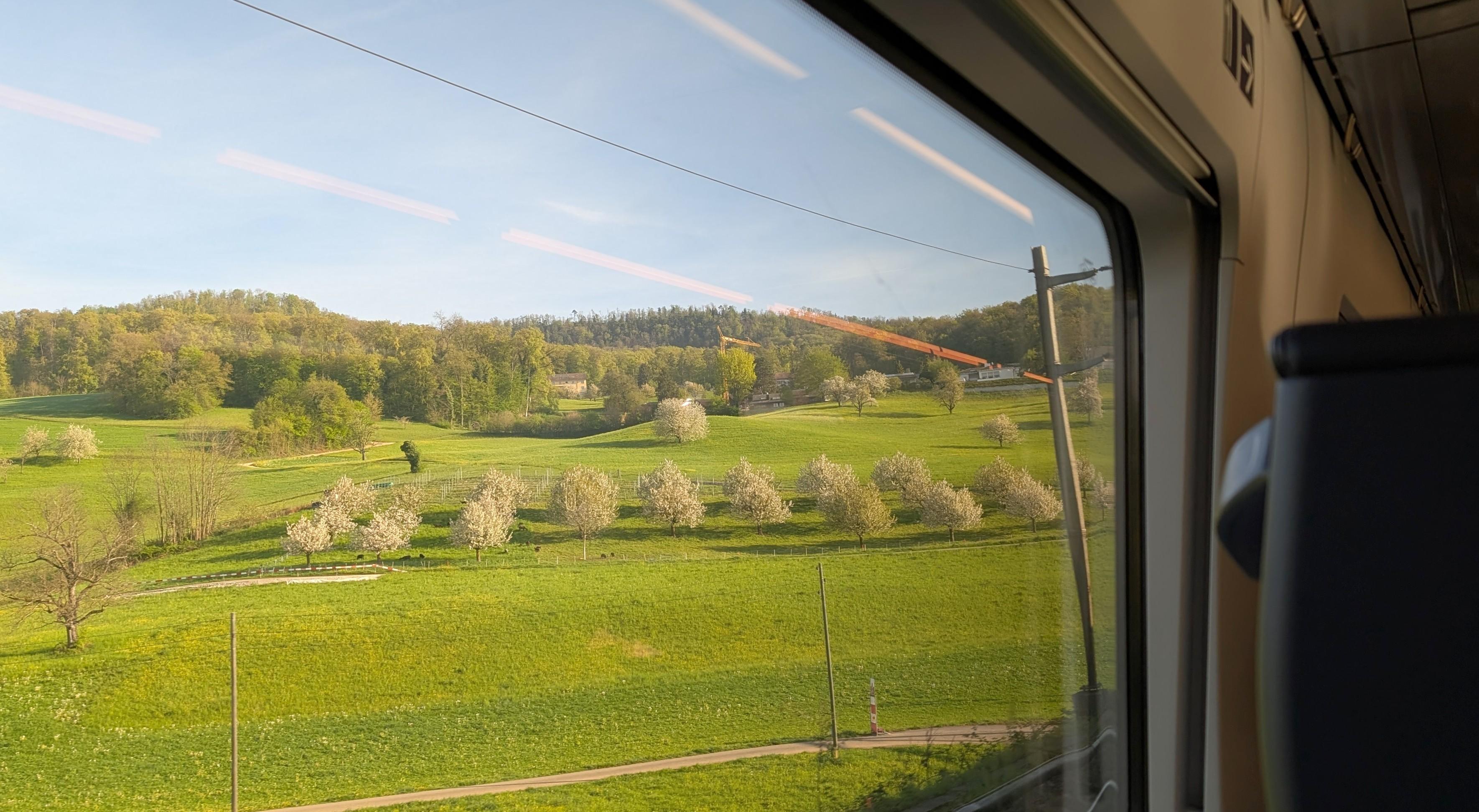 Rows of blooming trees at a green hillslope, seen from a train