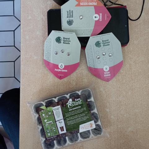 Ein Foto aus der Vogelperspektive zeigt drei Packungen mit Cannabis-Samen, ein Keimset und ein schwarzes Smartphone auf einer hellen Oberfläche. Die drei rosa und weißen Packungen der Marke „Royal Queen Seeds“ enthalten sichtbare Samen hinter einem transparenten Bereich. Die oberste Packung ist mit „PROMO SEEDS“, „NOT FOR RESALE“ und „Critical FEMINIZED“ beschriftet, während die anderen beiden Packungen „Purple Queen FEMINIZED“ und „White Widow FEMINIZED“ tragen. Im unteren Teil befindet sich e…