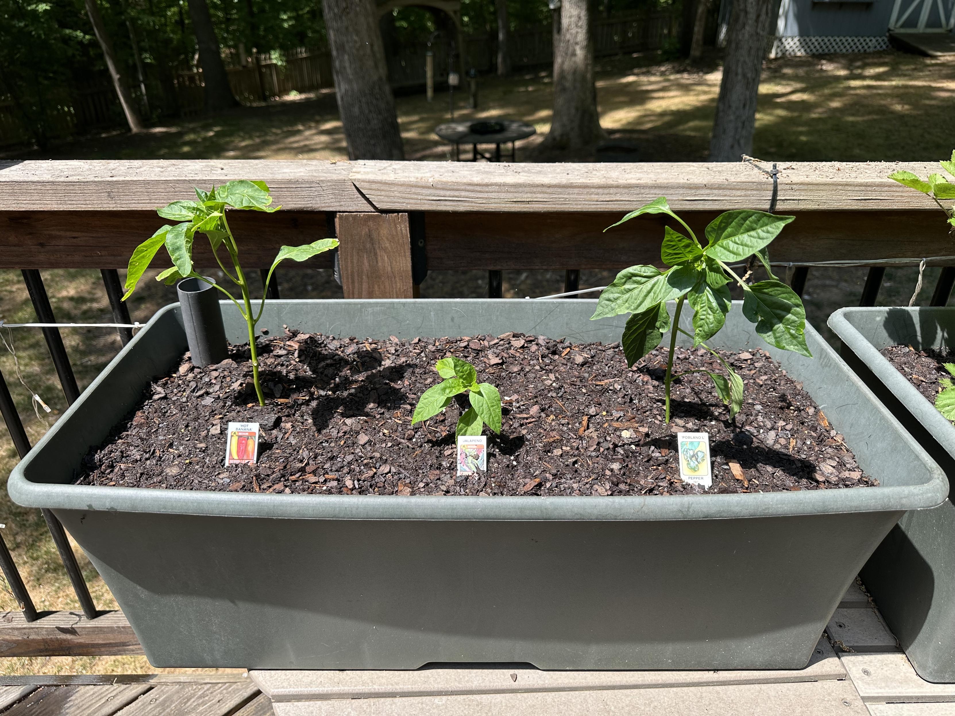 Three small pepper plants in a self-watering container on my deck a spicy banana pepper, a jalepeno and a poblano pepper.