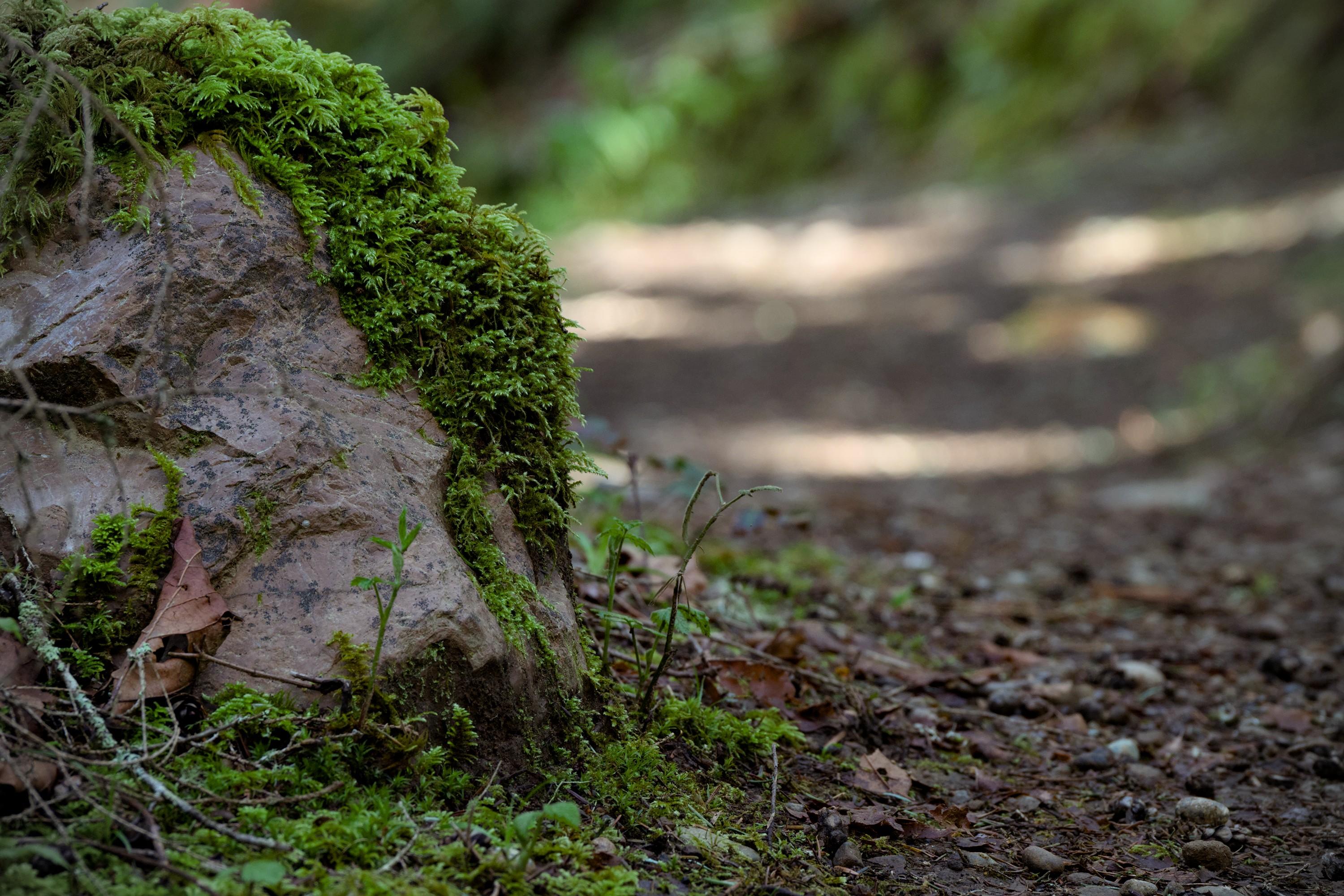 A mossy stone on the side of a forest path with sun spots. The shot is made from a ground level with the path slightly bending around the stone and blurring in the background.