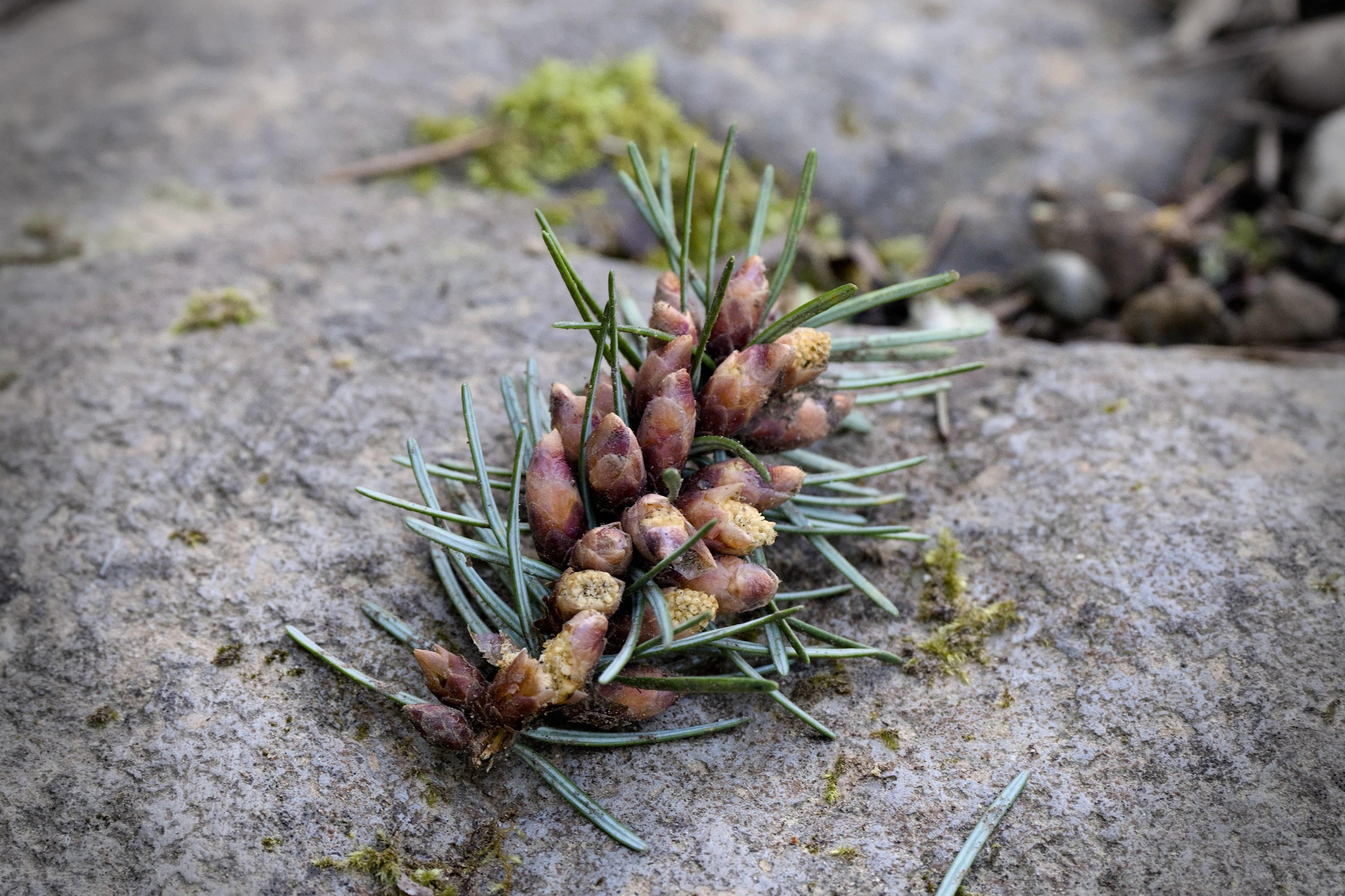A cluster of seeds of a coniferous tree, attached to a stem with needles. It's arranged in a form of a cone, but not yet dense enough to be one. It lies on a stone.