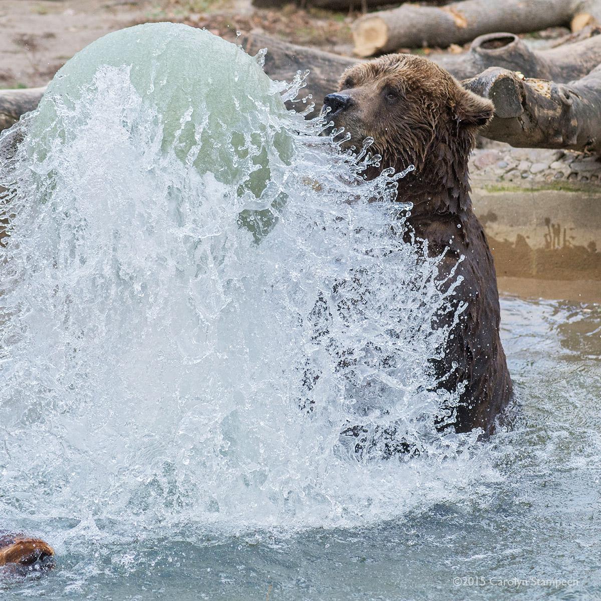 Square image of a grizzly sitting in a pond bouncing a huge ball.  The ball is higher than the bear and the shutter speed was fast enough to show the amazing patterns of the water interacting with the ball and pool.
