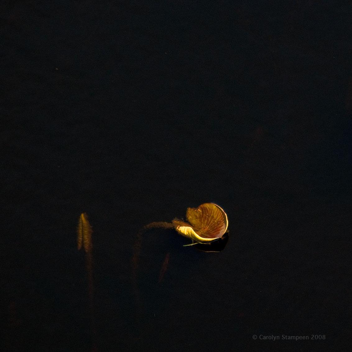 Looking down into a pond.  The water is black and we see two lily pads, both golden with age.  One is curled up tightly, the one to its right is catching the sunlight along the edge that is curing up, looking brilliant against the dark.