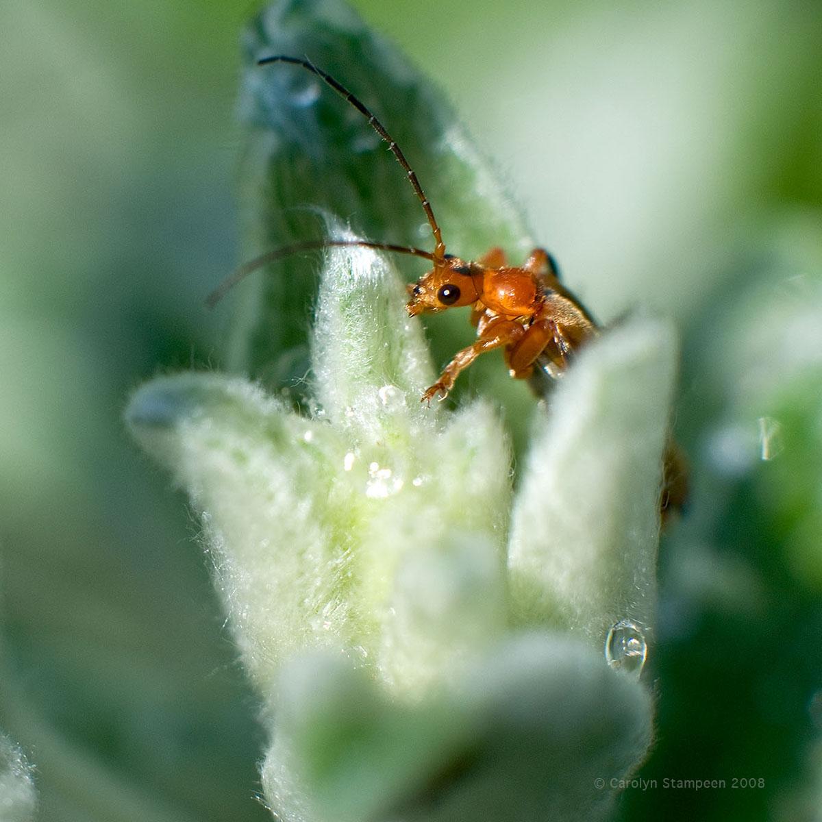 A closeup of an orange insect with big antennae and big black eyes climbing in a green plant.  The background is in very soft focus.