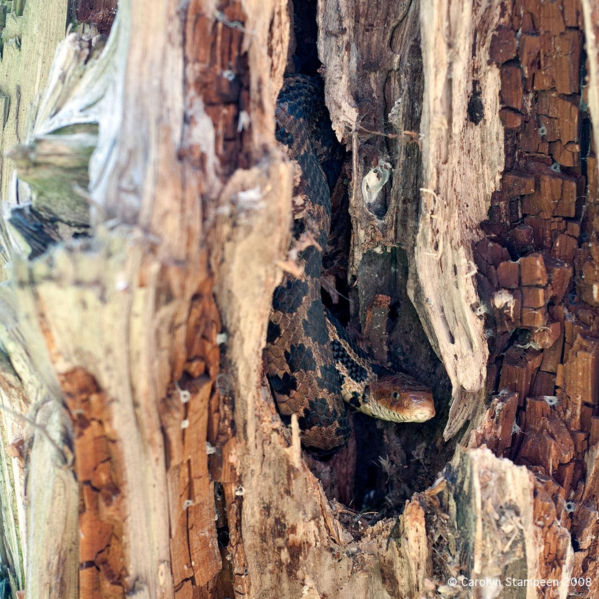 An old, dead tree is showing a lot of textures, light gold to reddish brown to very dark.  In the middle of the image is a vertical crease that has a snake curled up in in.  Its head is at the bottom and it appears to be aware of us.