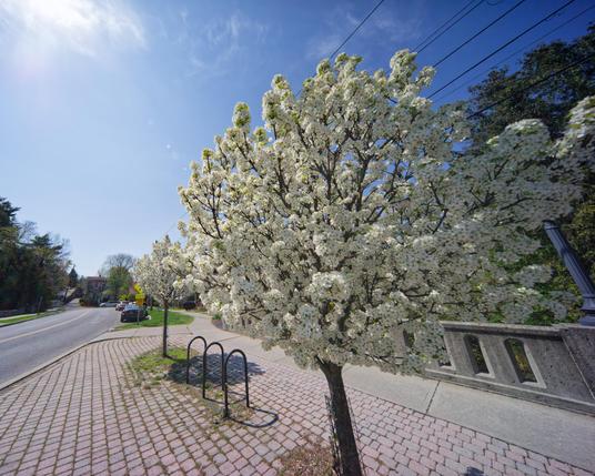 Close white flowered trees on sidewalk with red bricks, bike rikes and more trees