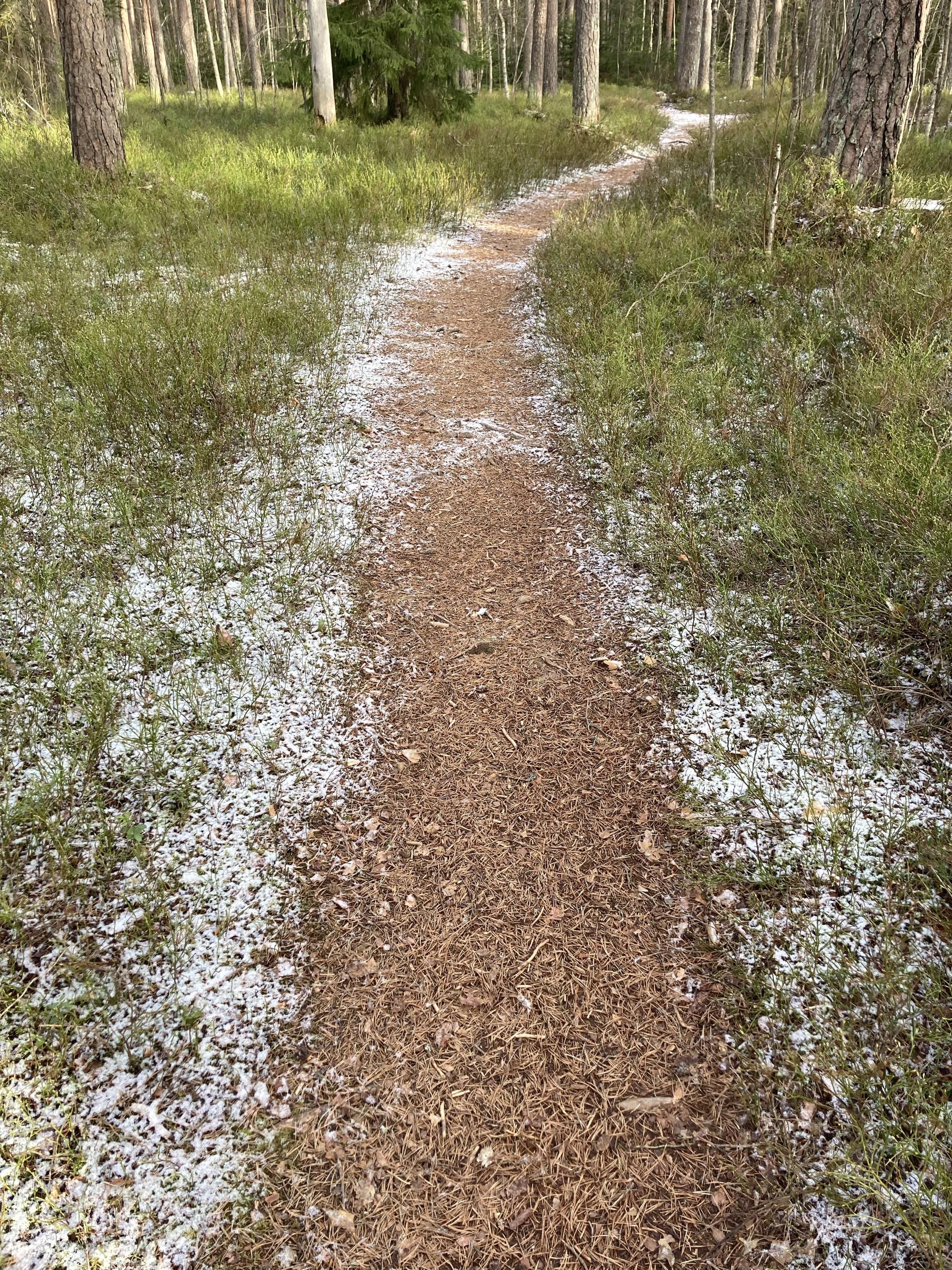Metsäpolku jonka reunoilla näkyy häivähdys lunta.