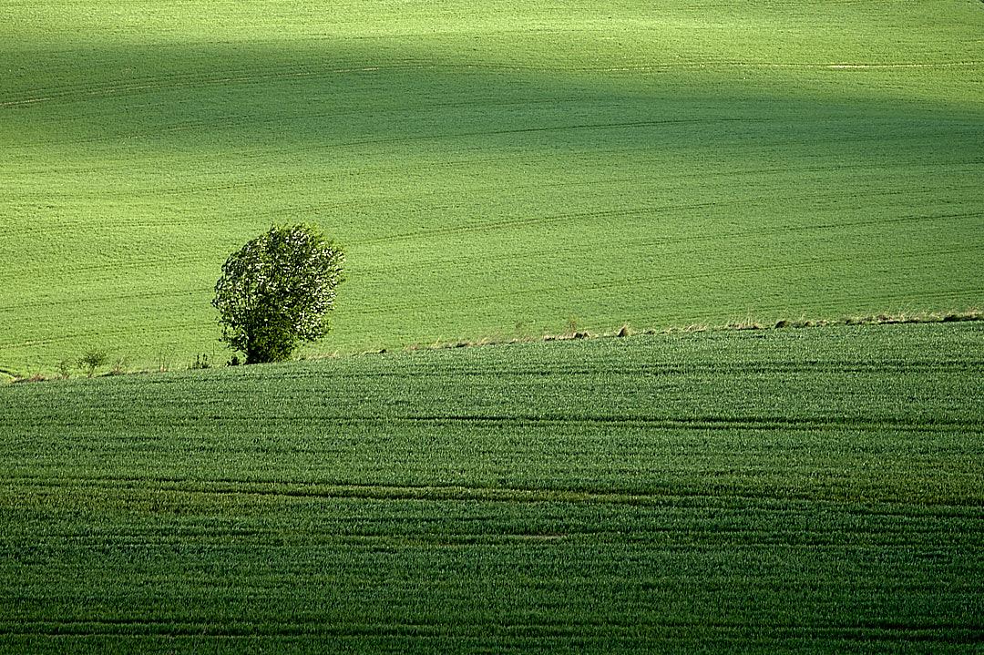 A vast, rolling field of vibrant green crops fills the frame, divided by a subtle horizontal ridge. In the centre-left of the image, a lone green tree stands out against the landscape, its leaves appearing windswept yet lush. Gentle, undulating shadows from unseen clouds stretch across the top half of the field, creating a rhythmic interplay of light and dark green. Fine, barely visible lines from tractor paths or tilled rows run horizontally across the foreground, adding texture and a sense of scale.