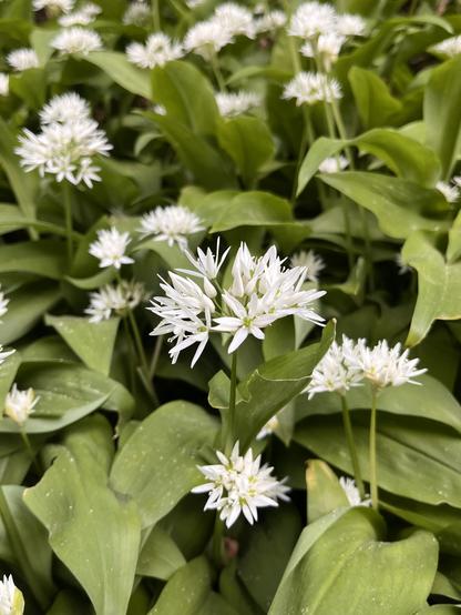 Eine Bärlauchblüte
