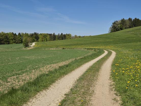 A serene and picturesque countryside scene unfolds in this image, capturing the tranquil beauty of a rural landscape on a clear day. The foreground features a winding dirt path that cuts through a lush, green field. The path is bordered by vibrant grass and dotted with yellow dandelions, adding a touch of color and natural charm to the scene.
The field stretches out on either side of the path, its verdant expanse creating a sense of openness and tranquility. In the distance, clusters of trees l…