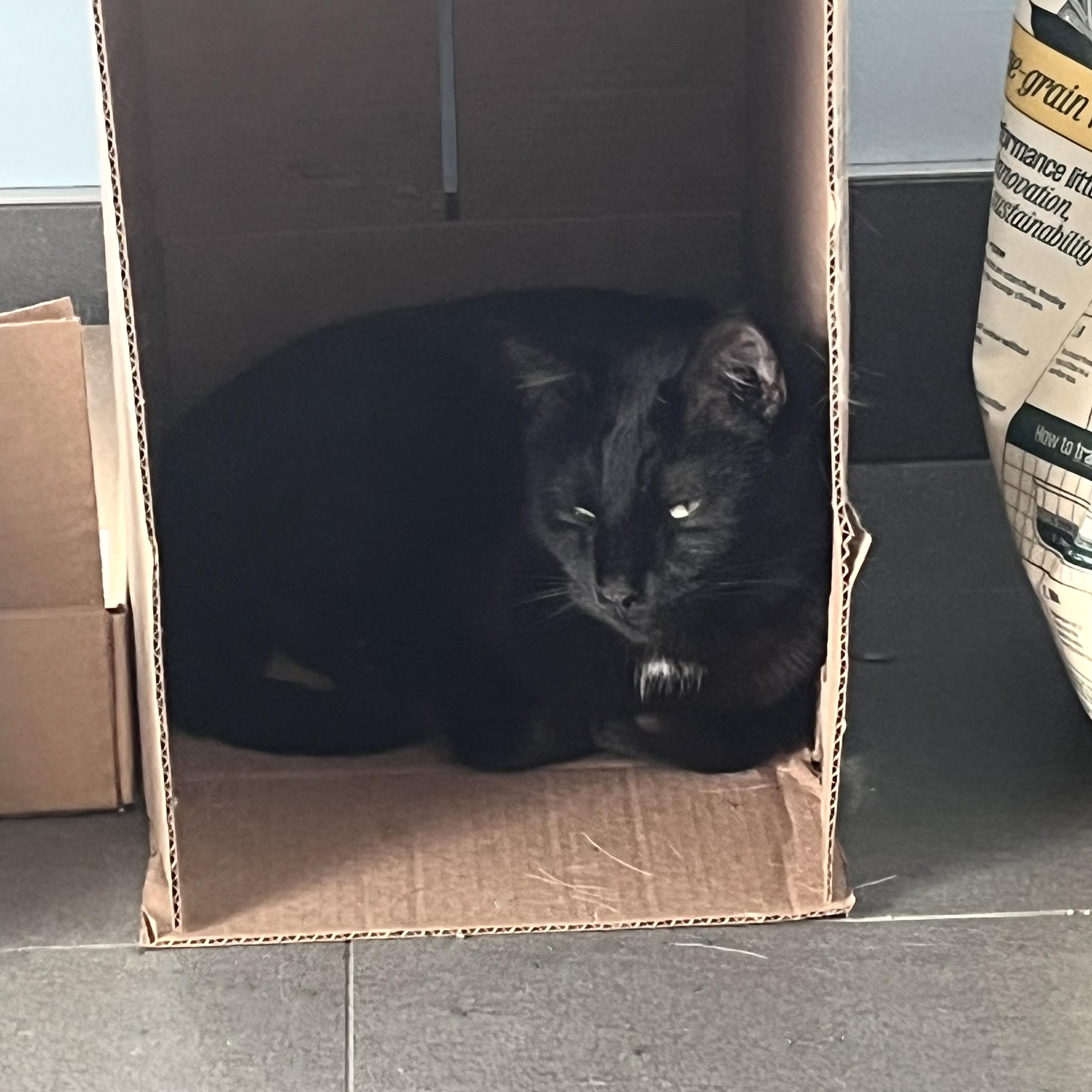 a black cat lies in an open sideways cardboard box