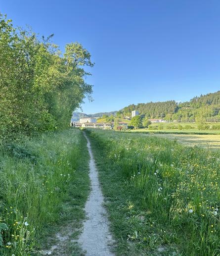 Schmaler Feldweg zwischen Wiese und Büschen unter blauem Himmel.
