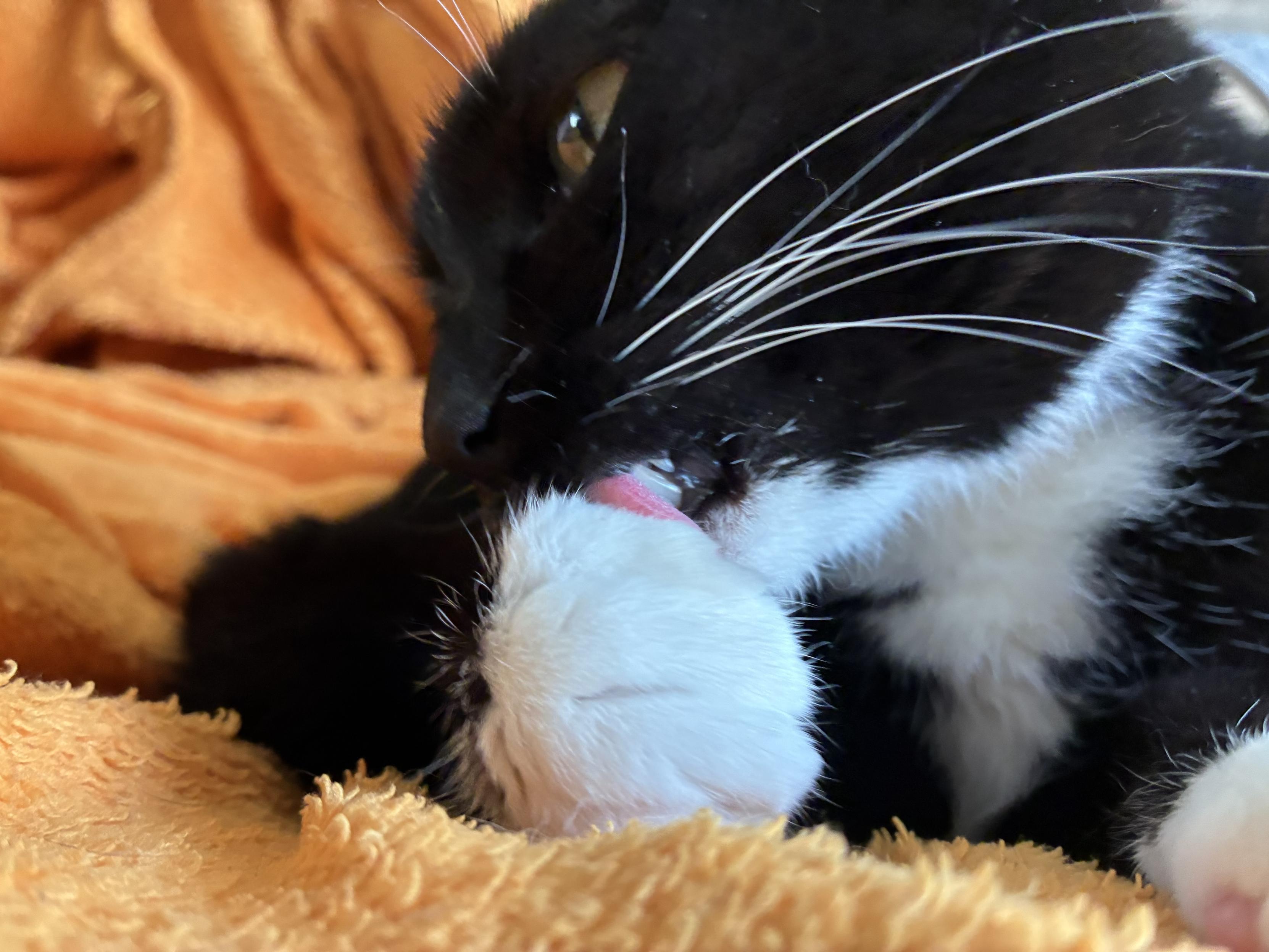 Close-up of a black and white cat grooming its paw on an orange blanket.