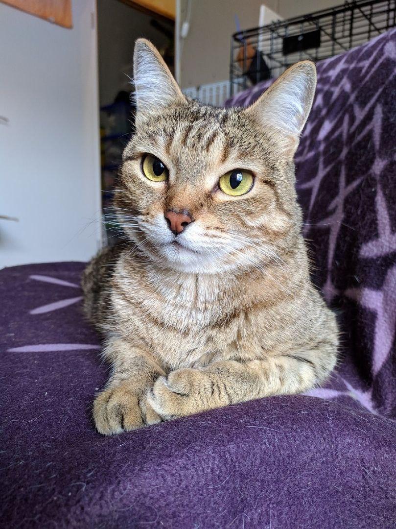 A relaxed brown tabby cat with green yellow eyes lies on a soft purple blanket, front paws neatly crossed, looking calmly toward the camera. A pet crate and doorway are visible in the softly lit background.