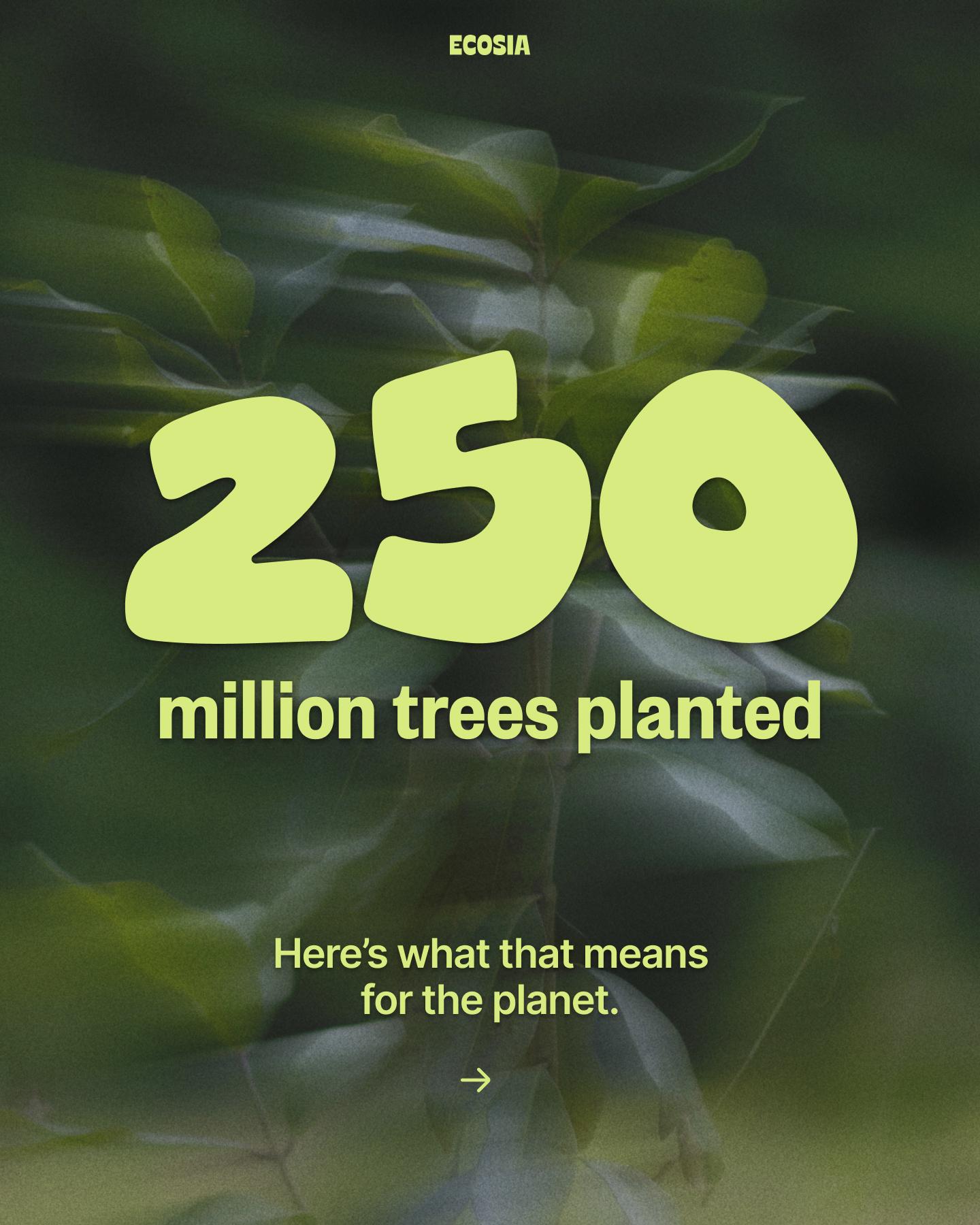 ECOSIA
250 million trees planted
Here's what that means