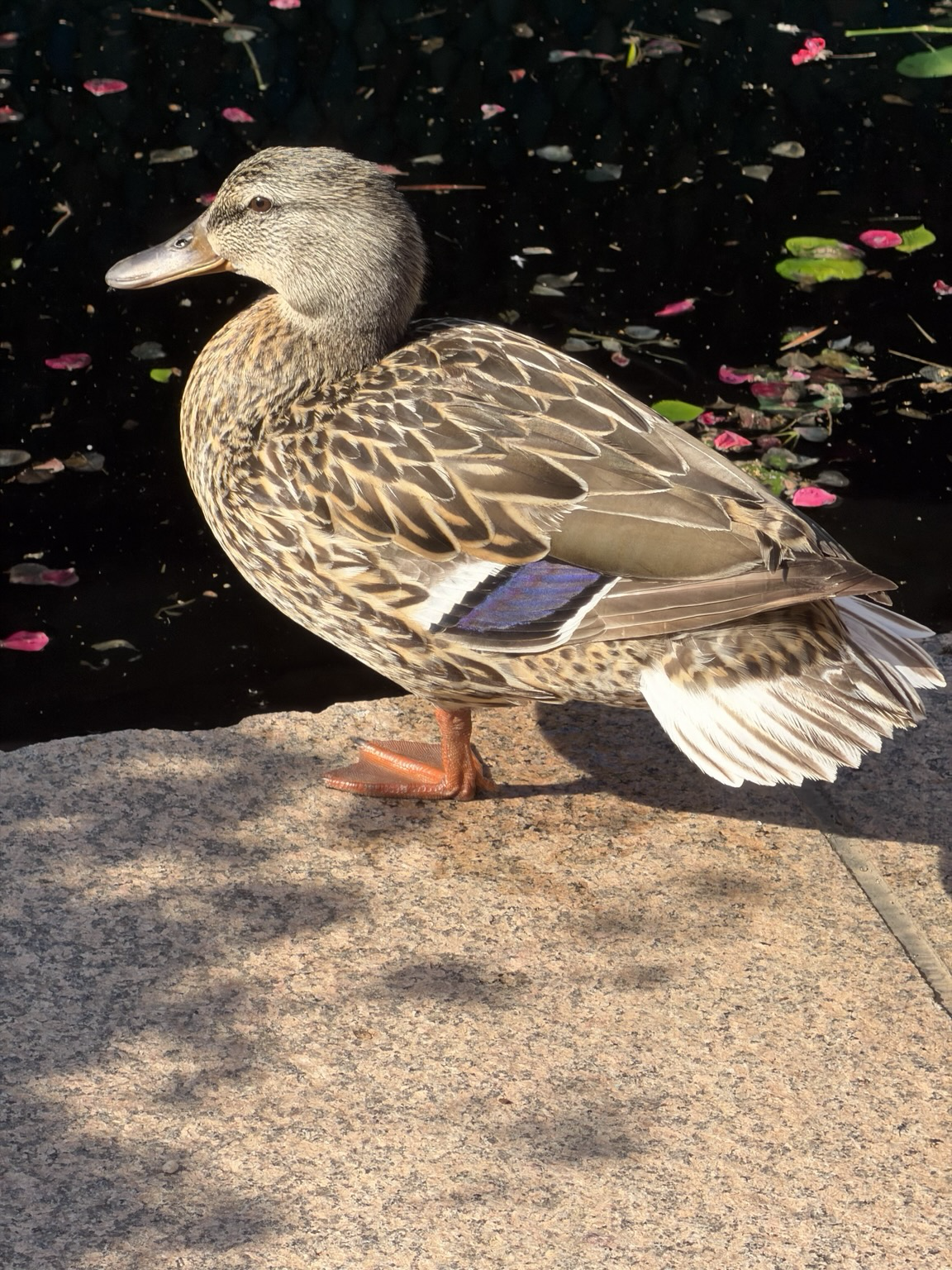 Mallard hen.