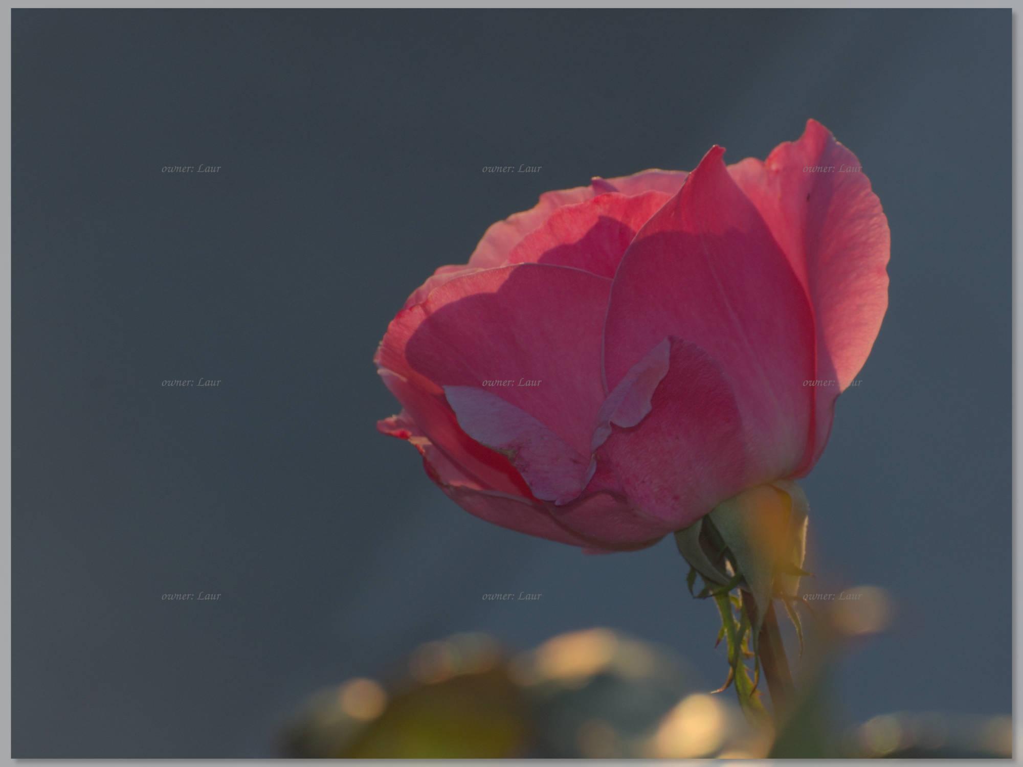 (untitled)