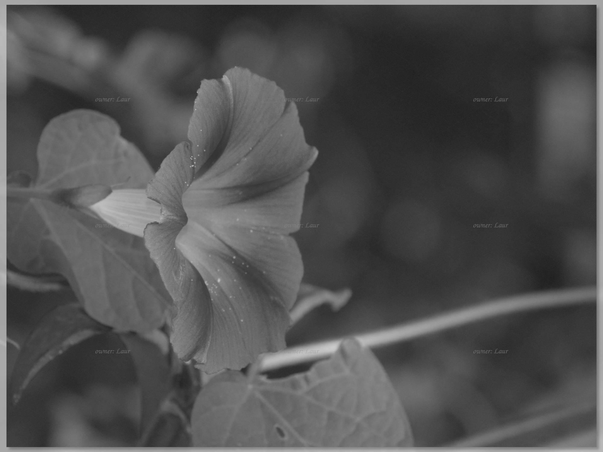 (untitled)